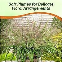 Vista 6 de Outsidepride - 500 semillas de la hierba ornamental perenne zacate amor (Eragrostis spectabilis ornamental [Love Grass]) para sembrar