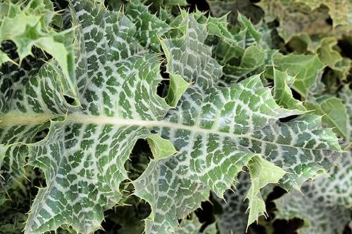 Miniatura 2 de Semillas de planta de cardo sagrado (50 semillas) - Silybum marianum - Planta bendita - Trae favor y suerte