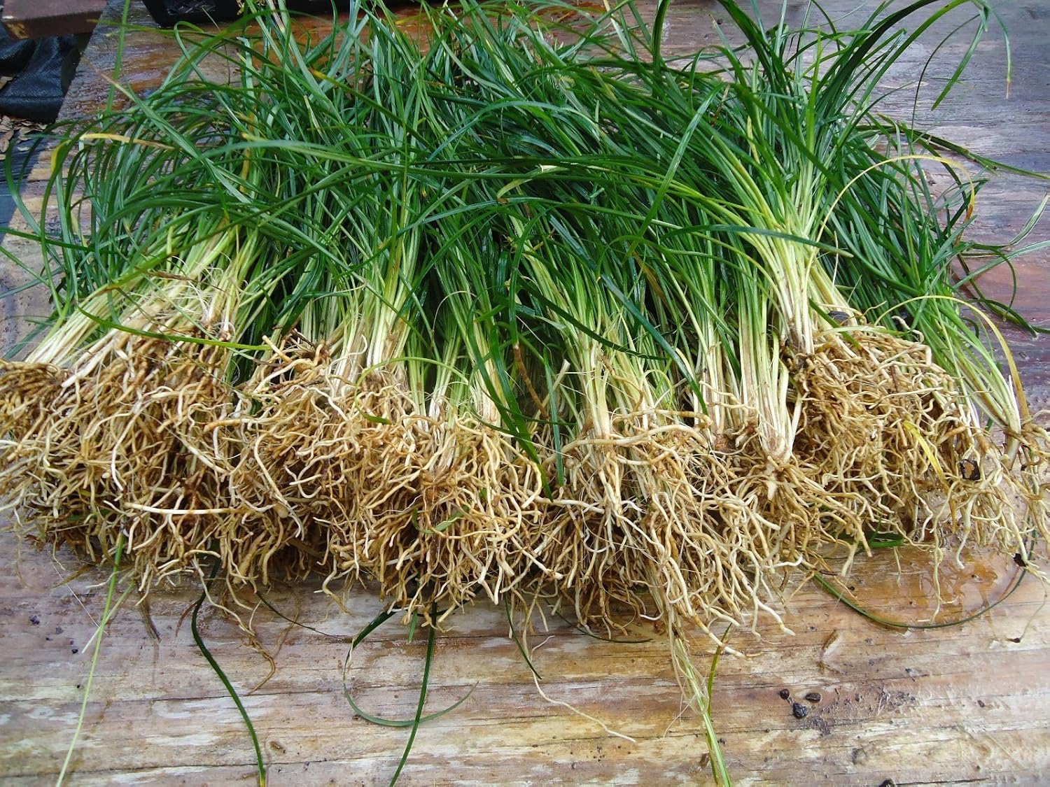 New and Healthy Standard MONDO GRASS -- 100 bare-root starts -- Border Plant -- Groundcover