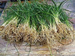 New and Healthy Standard MONDO GRASS -- 100 bare-root starts -- Border Plant -- Groundcover
