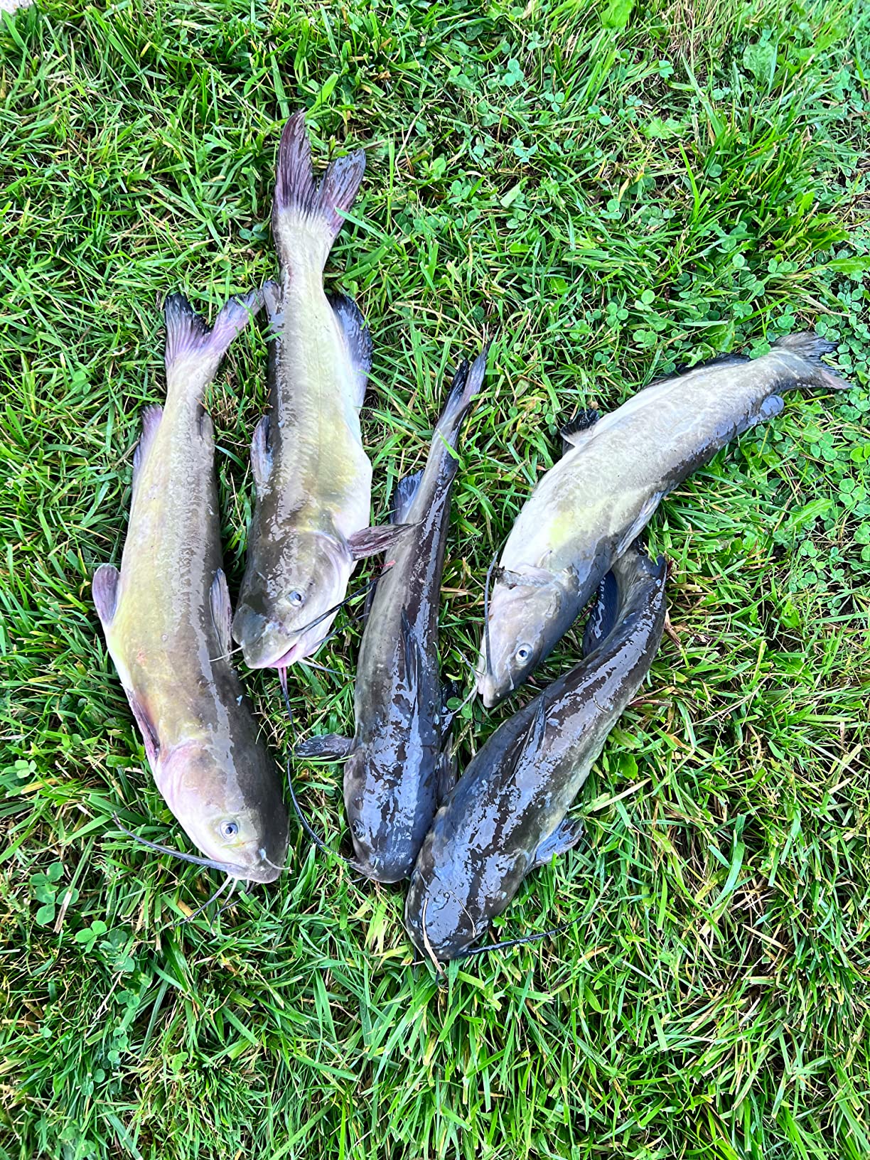 5/mo Finance XIALUO Marine Kayak Anchor Portable Folding Grapnel