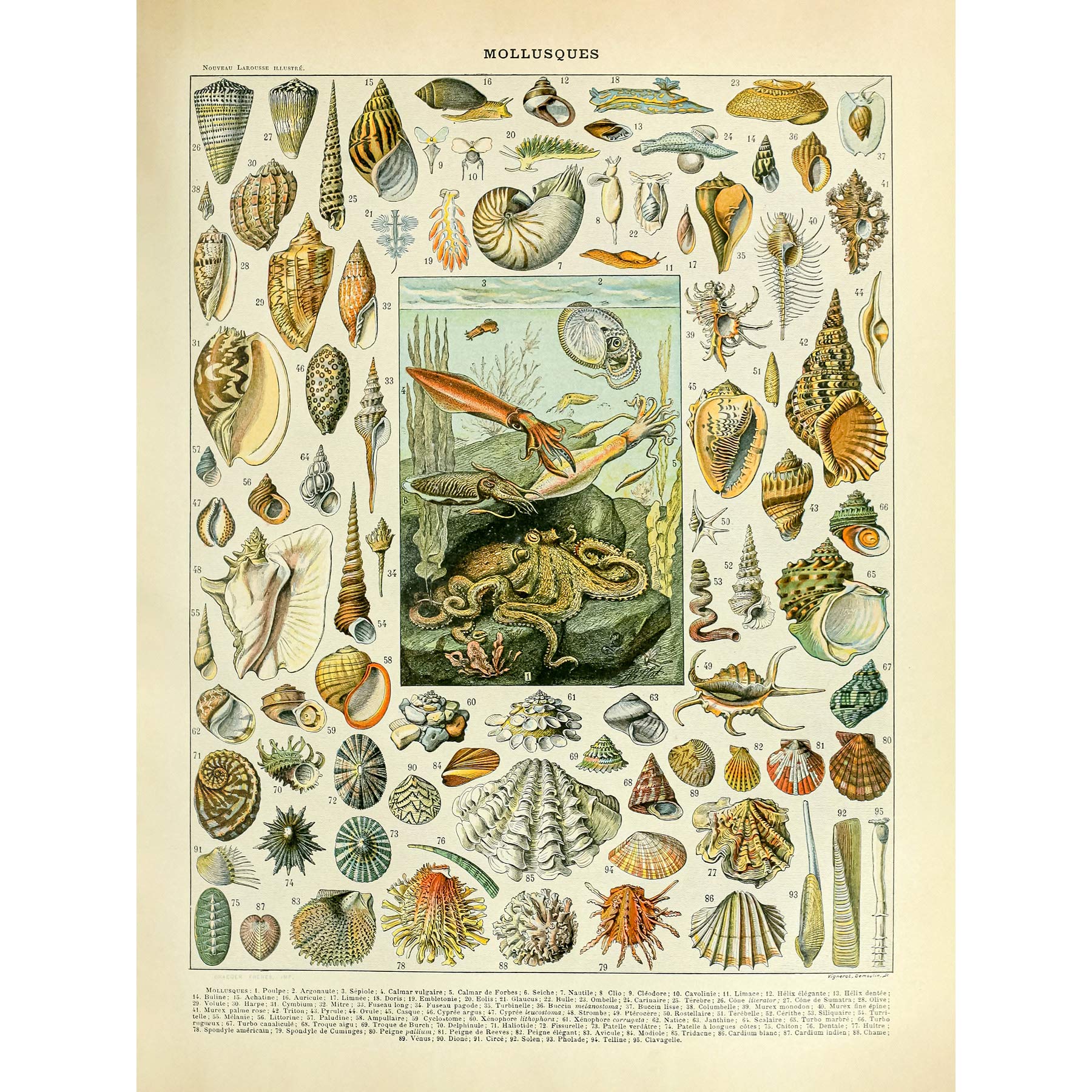 Artery8 Millot Encyclopedia Page Molluscs Shells Premium Wall Art Canvas Print 18X24 Inch