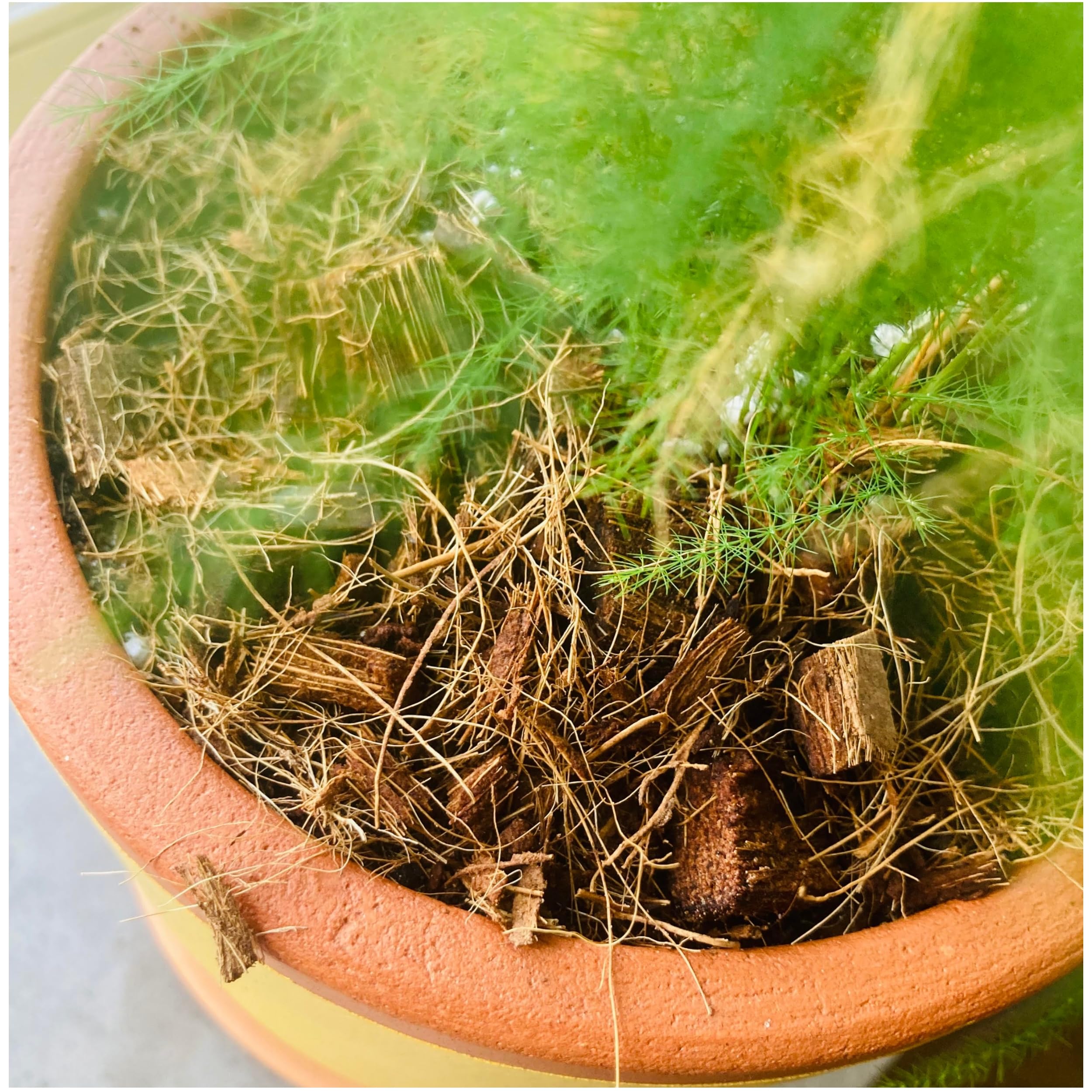 Pflegeset fr Topfpflanzen, 2 Ollas, Mulchen aus Kokosnuss und Bio-Dnger:  Amazon.de: Garten