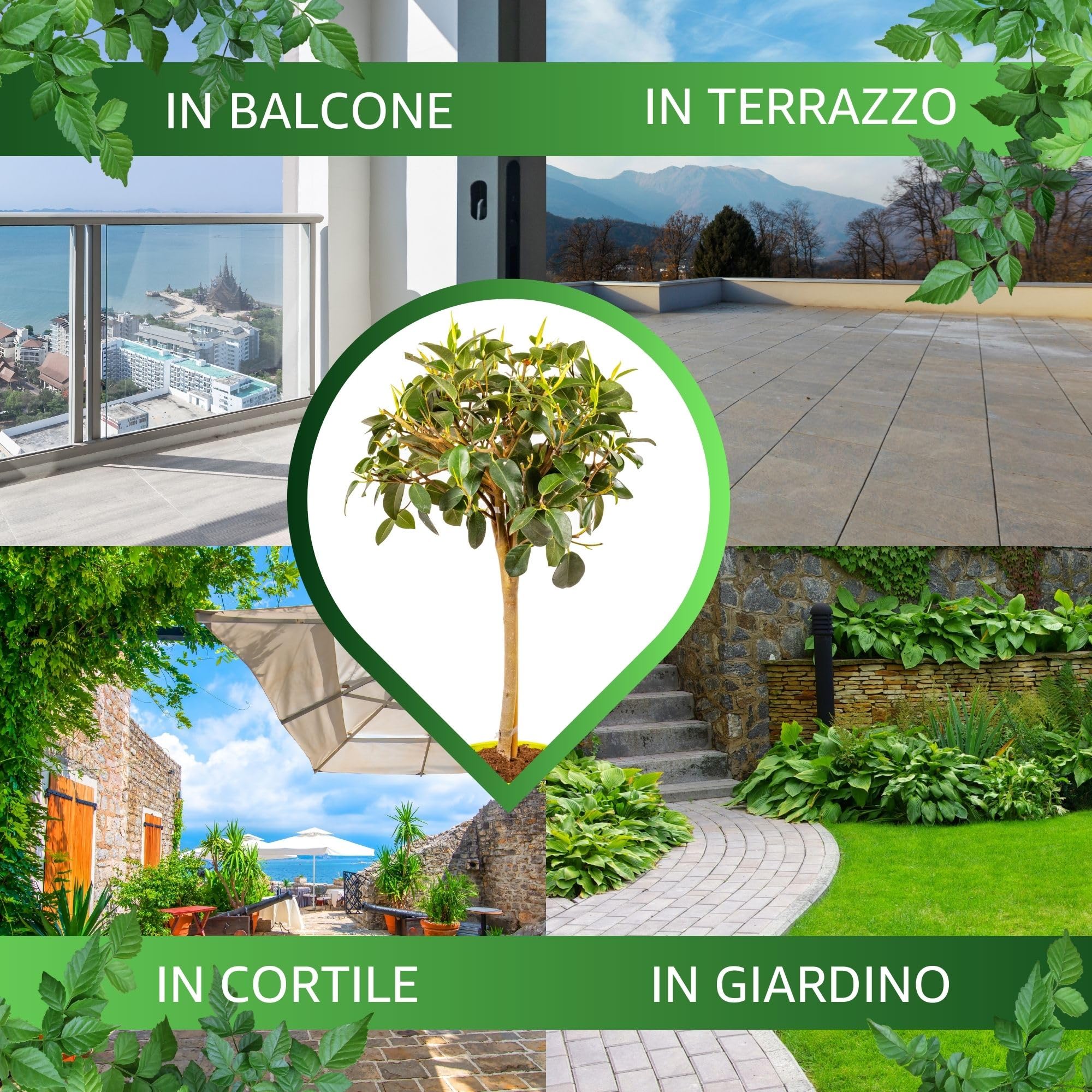 Bonplants Ficus, Alberello Sempreverde, Vaso 21 cm, h 85 cm (Australis)