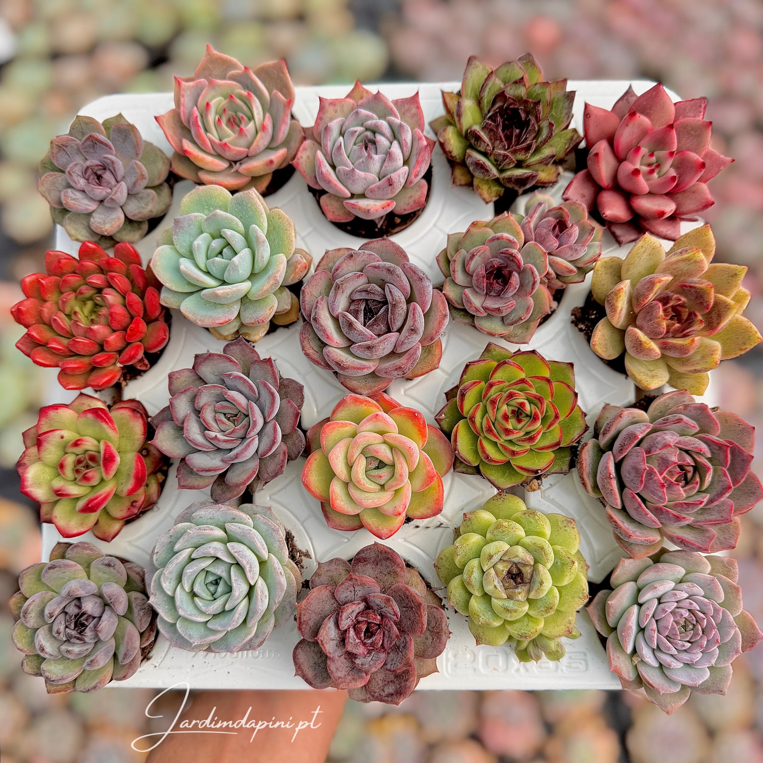 Sortido 20 Suculentas de colección - Echeverias Coreanas