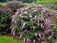 Vista 9 de Greenwood Nursery: Plantas arbustivas vivas - Spicebush + Lindera Benzoin - [Cantidad: 2 Macetas de 1 Cuarto]