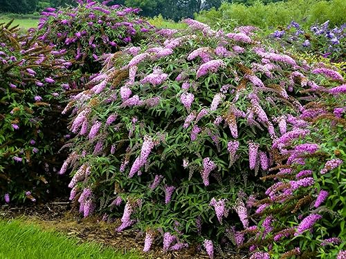 Vista 13 de Guardería Greenwood: Plantas de Arbustos Vivos - Arbusto Enano Ardiente + Euonymus Alatus - [Cantidad: 5X 3.5 Macetas]