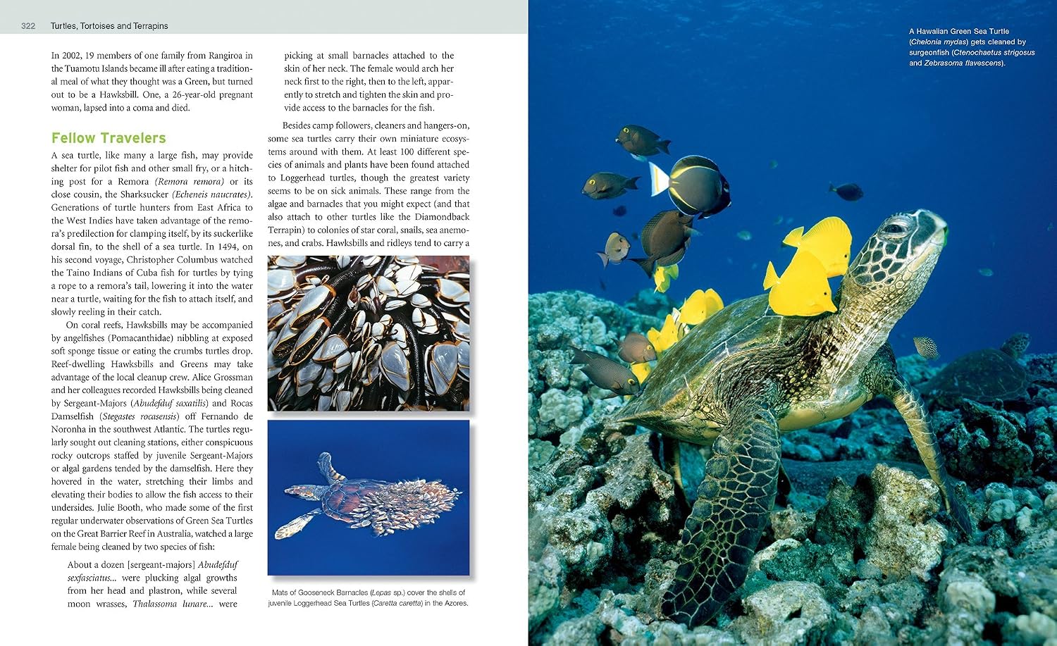 Turtles, Tortoises and Terrapins: A Natural History