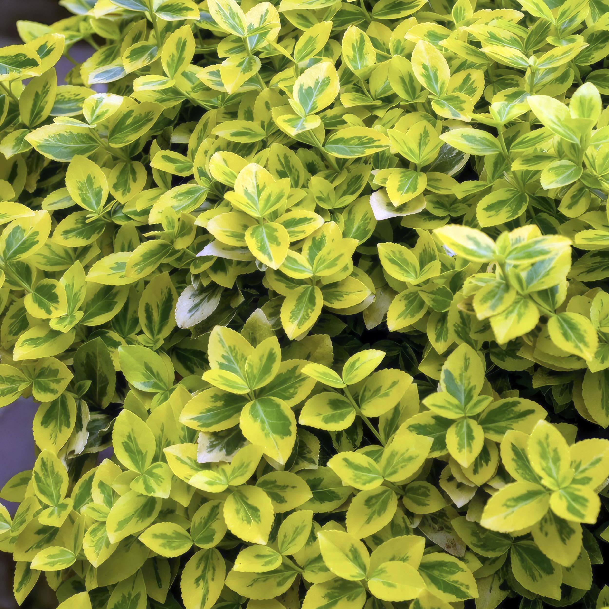 Euonymus fort. 'Emerald 'n Gold' | 24 sztuki - 10-25cm - Ø9cm - Roślina ogrodowa