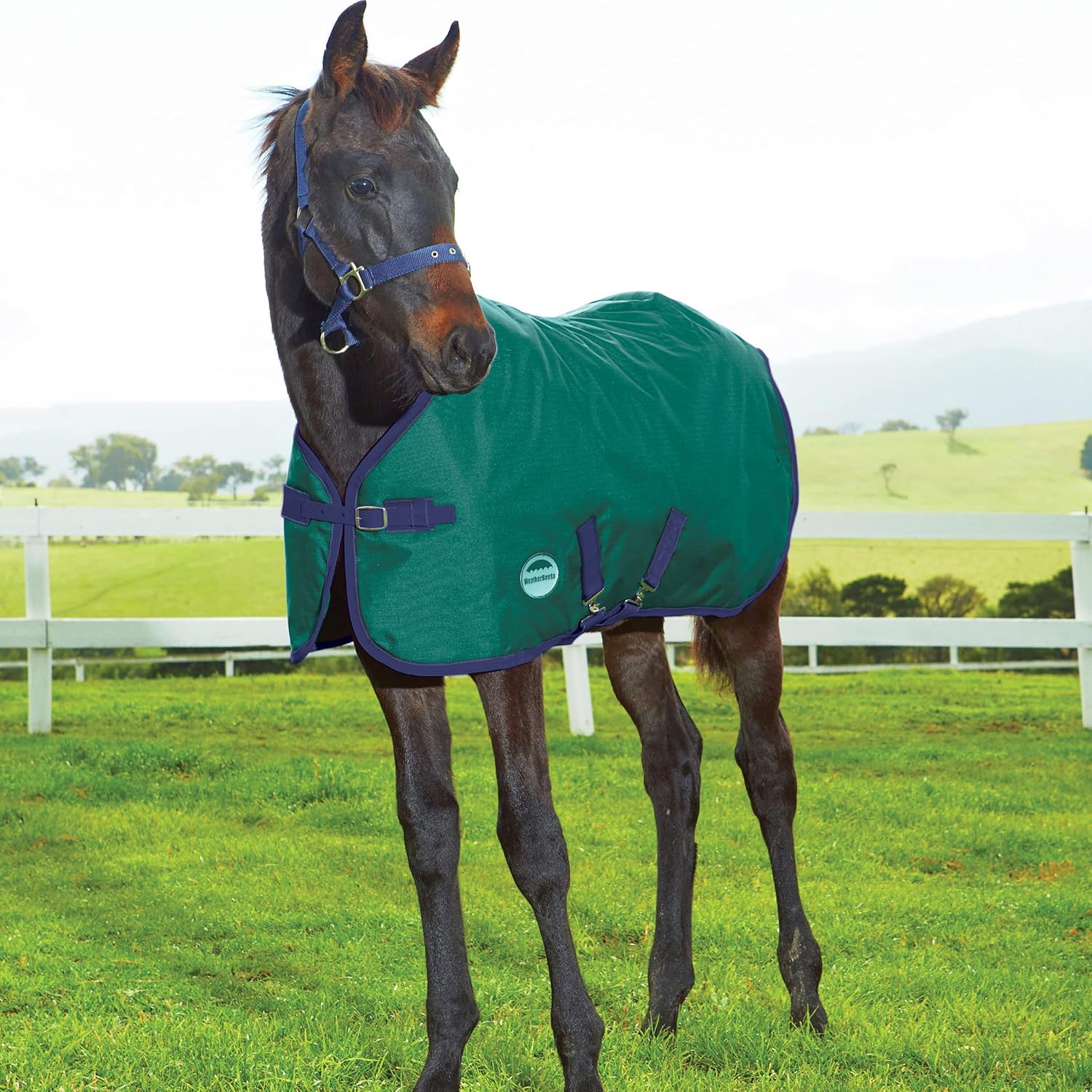 WeatherBeeta 1200D Foal Standard Neck Medium II, Hunter/Navy, 36"