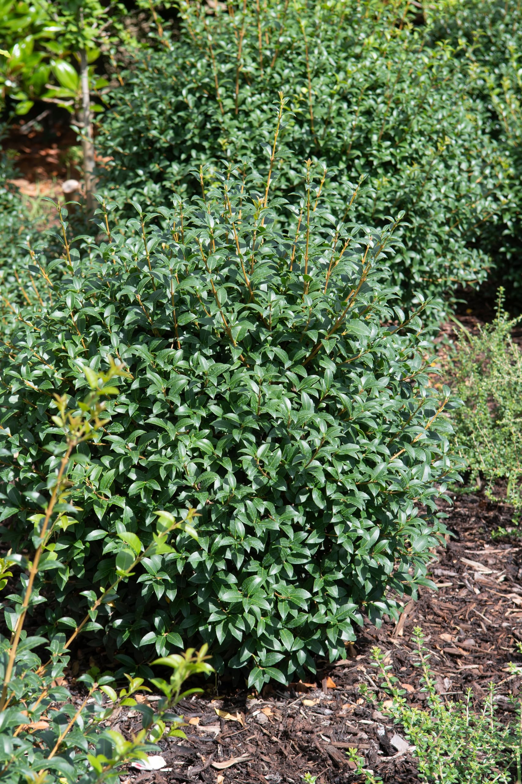 Stauden Gänge 10 x Osmanthus burkwoodii Frühlingsduftblüte winterhart
