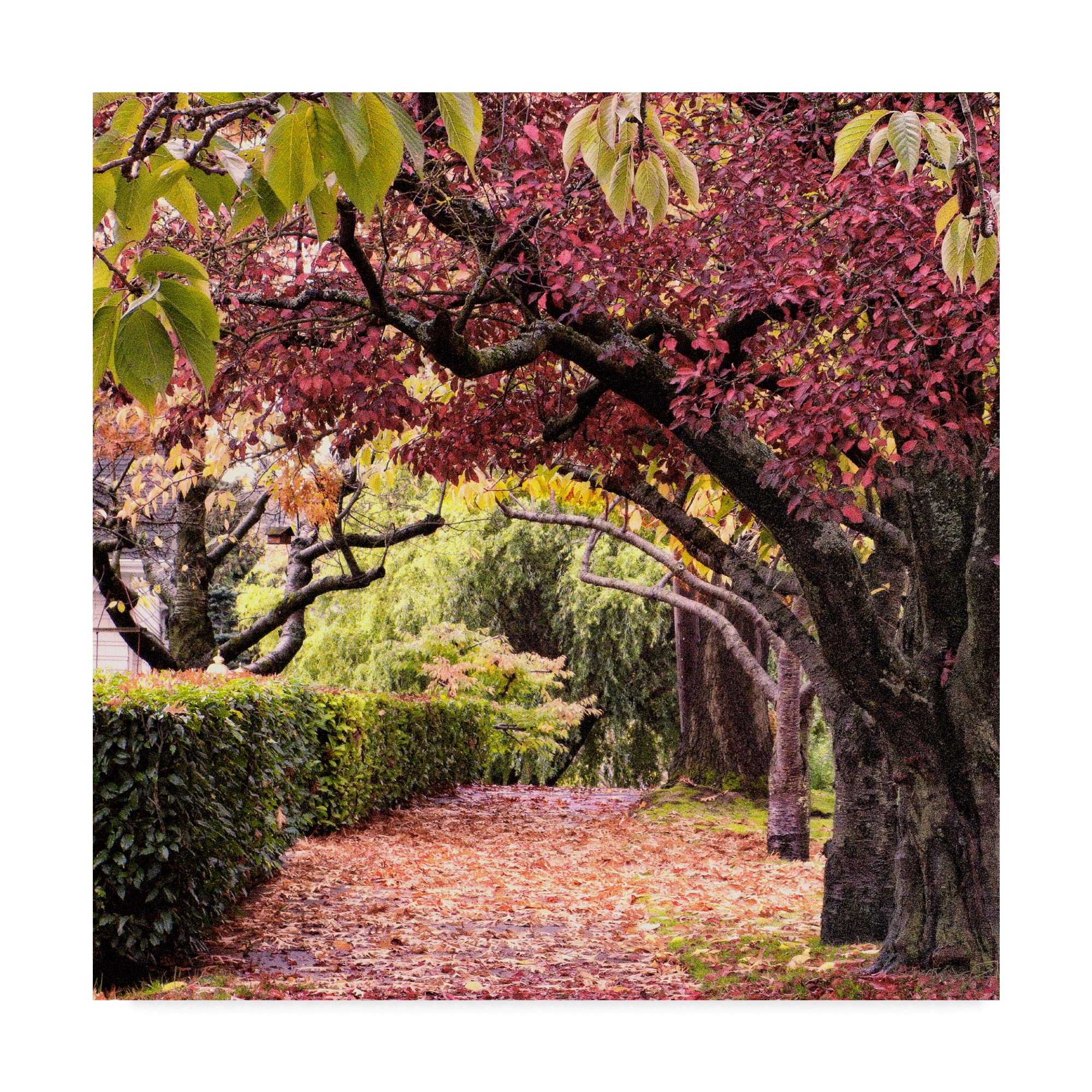 Trademark Fine Art Arch Of Trees by Colby Chester, 18x18-Inch