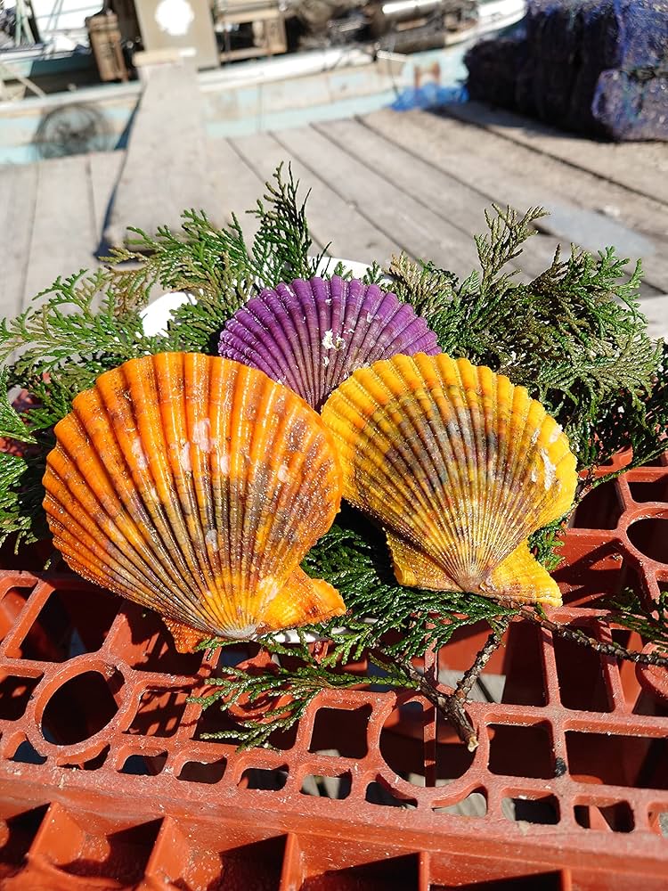 Amazon.co.jp: ヒオウギ貝［愛媛県産］特大サイズ20枚入り【生産者直送