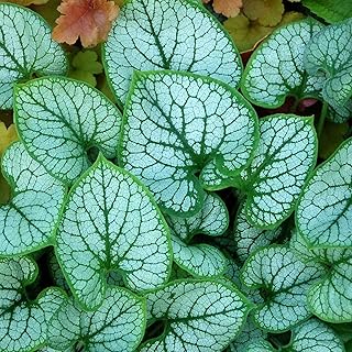 Brunnera Jack Frost Hardy Outdoor Flowering Perennial Garden Plants in Plant Pot (9cm Pot, 15-30cm)