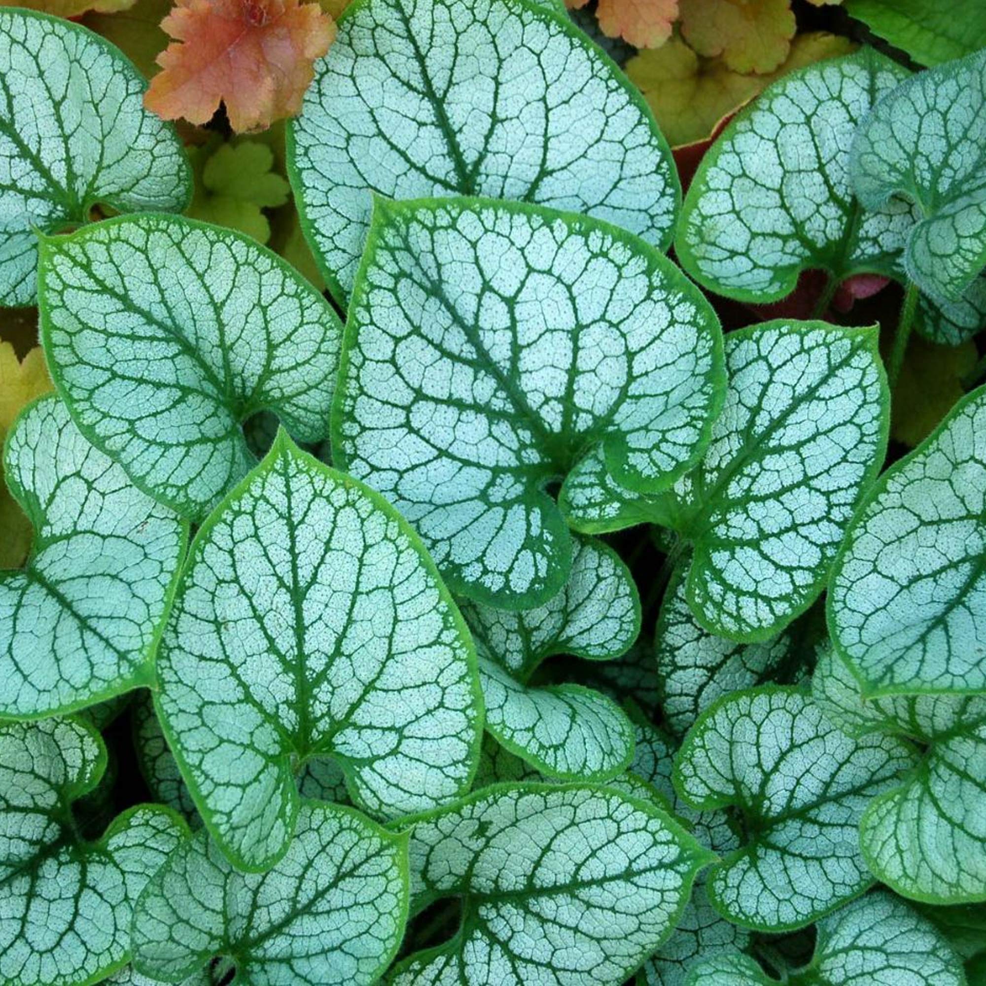 Brunnera Jack Frost Hardy Outdoor Flowering Perennial Garden Plants in Plant Pot (9cm Pot, 15-30cm)