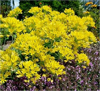 20x Allium Molly Luteum Yellow Spring Flowering Bulbs Garden Perennial Plants Bee Friendly Flowers