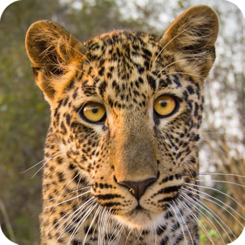 Did you know... African Wildlife