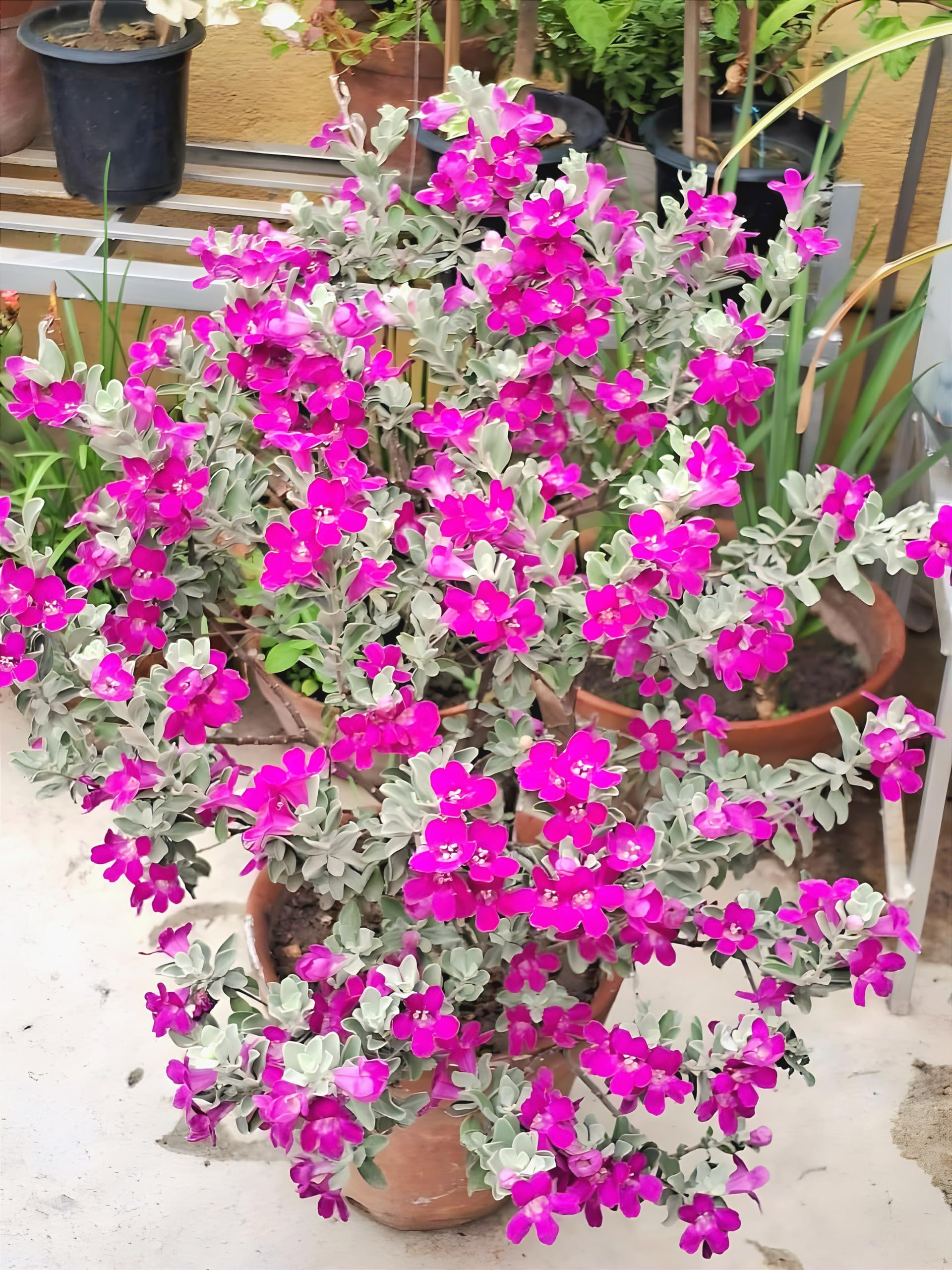 SEILOZBUNIA FARM -Beautiful Helthy Live Silver Leaves/Texas Purple Sage Plant Flower Tree Plant || For Home Garden Outdoor & Indoor (B0D53T8MDX) Amazon Price History, Amazon Price Tracker