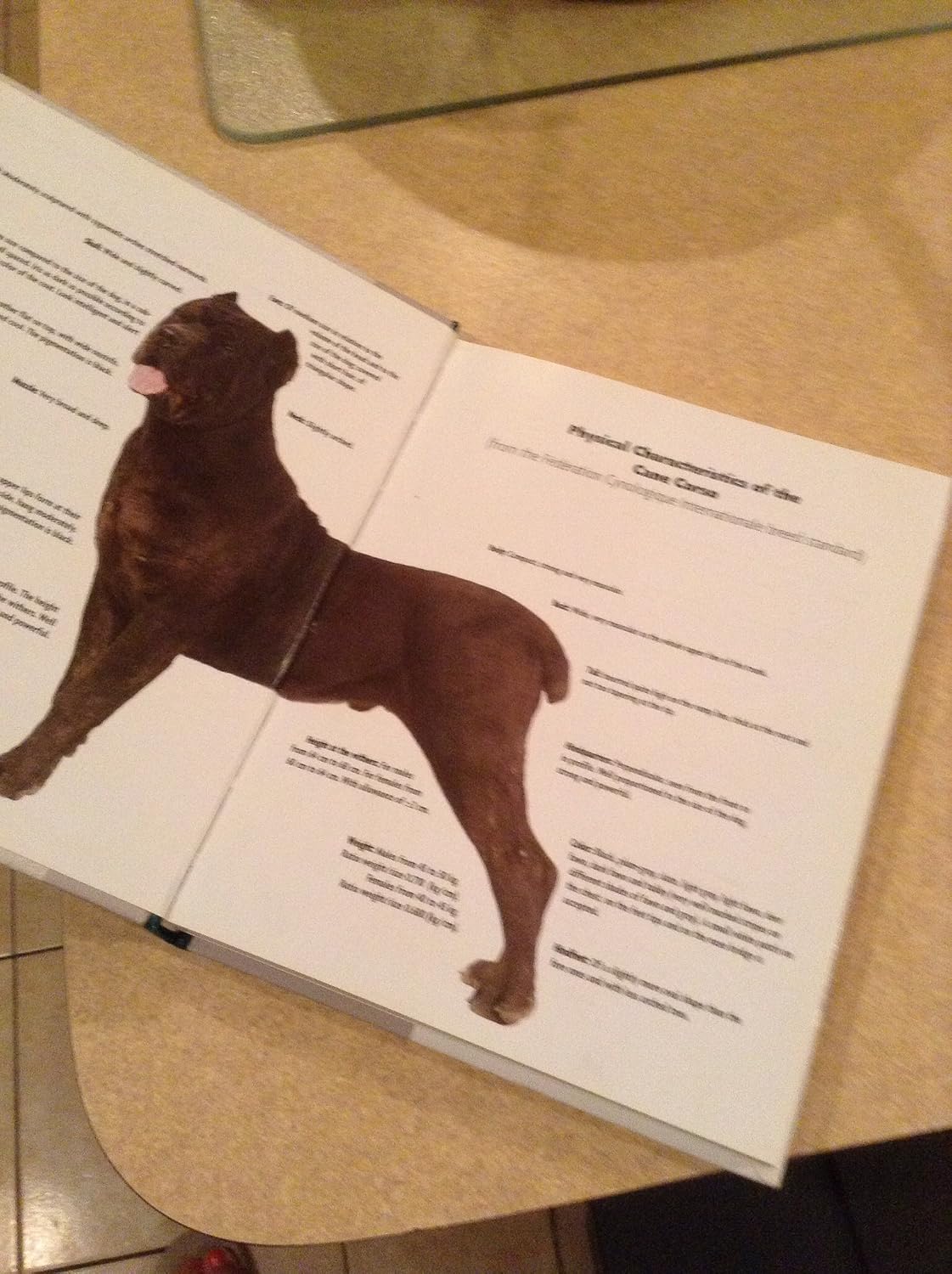 Cane Corso (Comprehensive Owner's Guide)