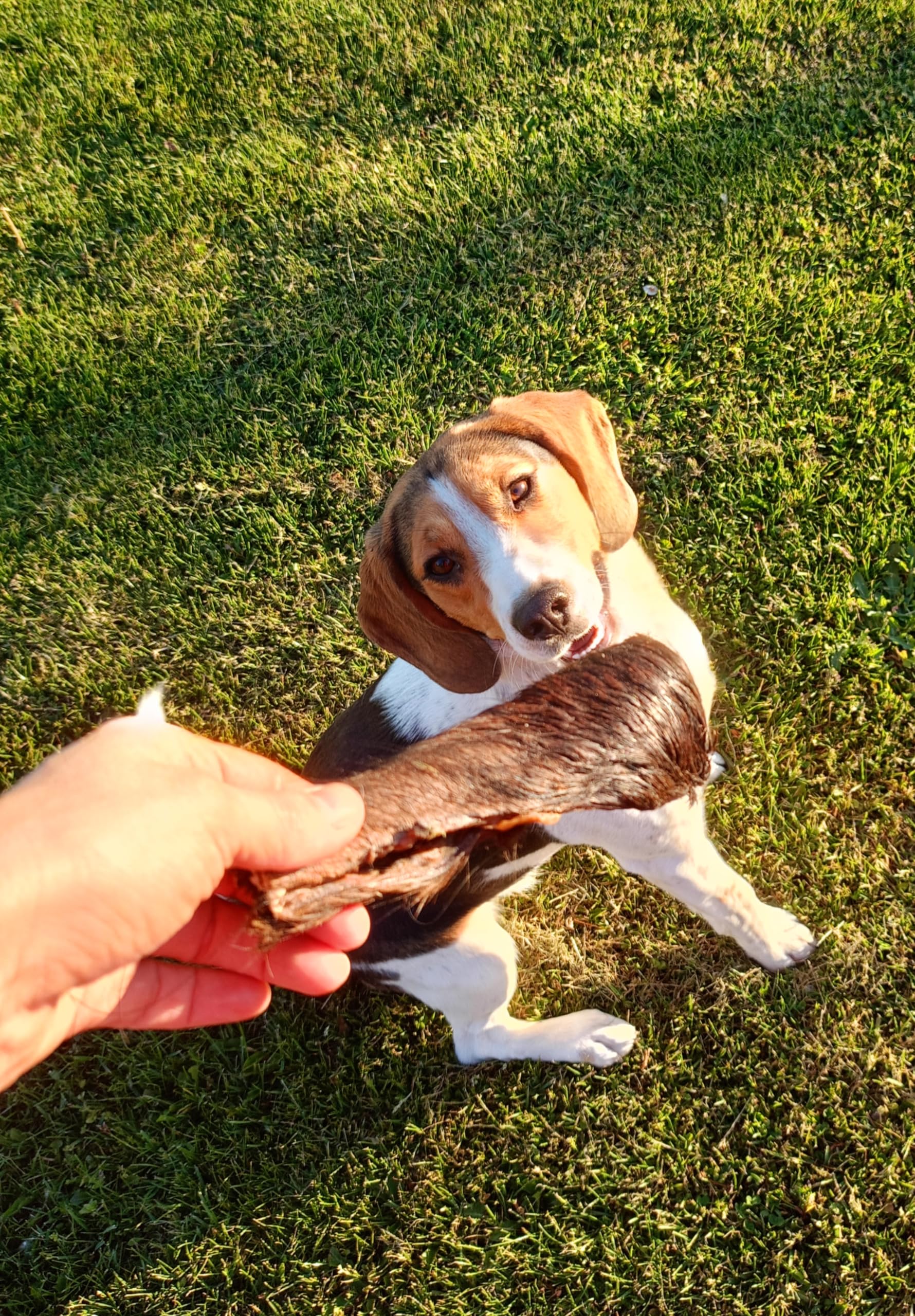 Peau de tête de cheval séchée pour chien, article à mâcher pour chien du cheval, collations à mâcher hypoallergéniques et collations pour chien, monoprotéine, sans céréales, sans additifs, soins