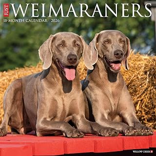 Weimaraners Calendar Willow Creek Press