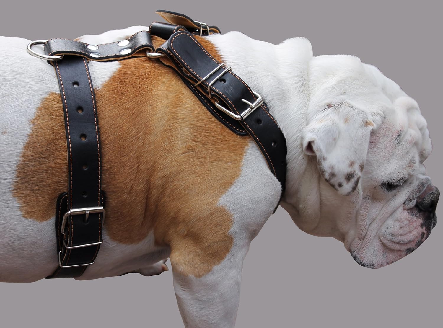 Black Genuine Leather Dog Harness. 28"-34" Chest, 1.5" Wide Straps, Rottweiler, Bulldog