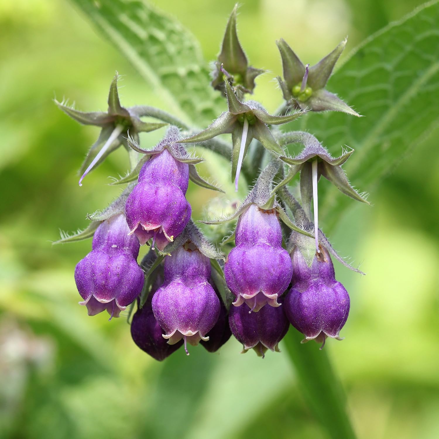 Outsidepride Symphytum Officinale Comfrey Herb Garden Plants - 200 Seeds