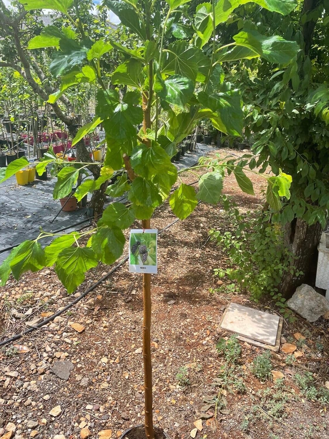 Maulbeerpflanze Rot Weiß Schwarz - Früchtetragend Ab 3 Jahre, Ca. 150 Cm