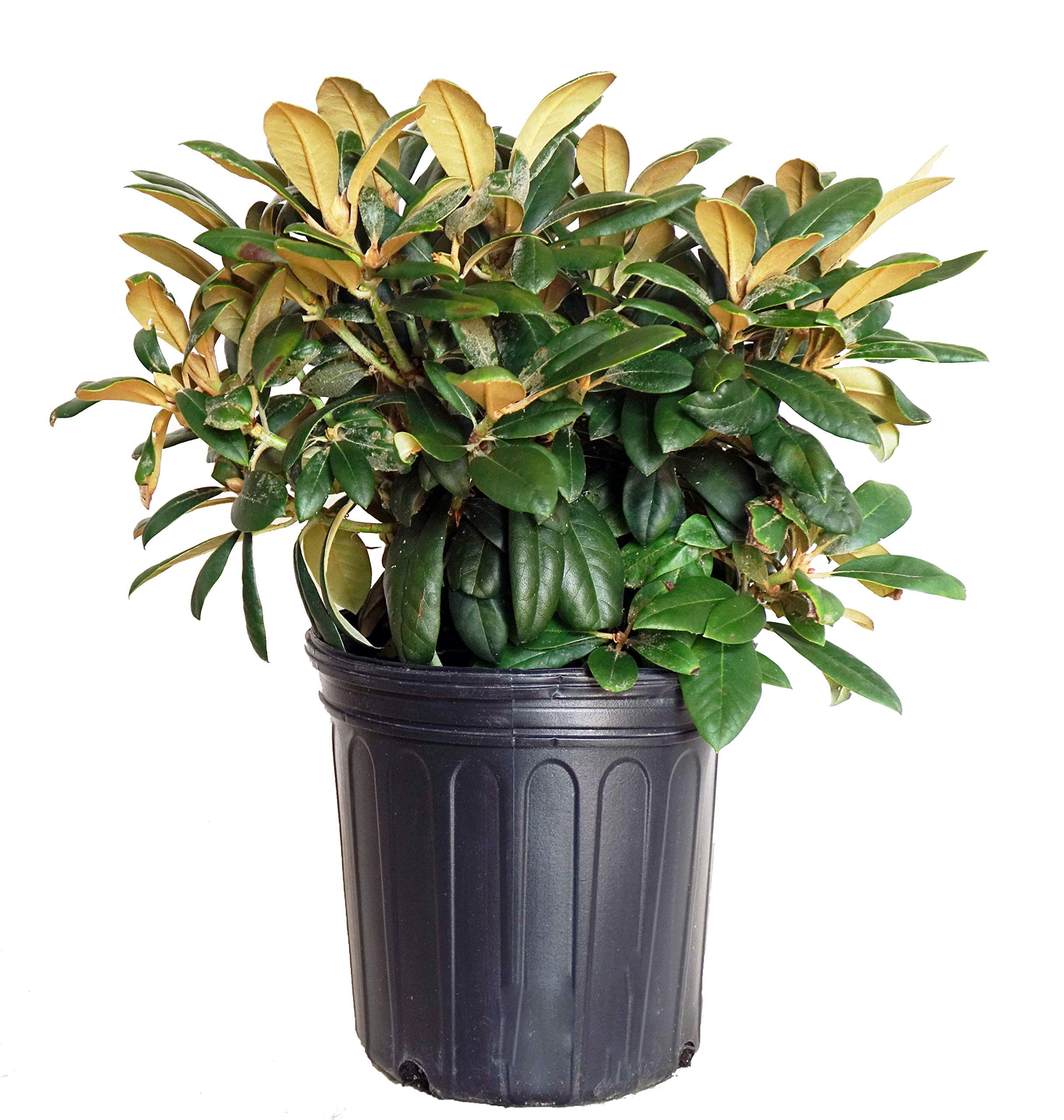 Rhododendron Princess