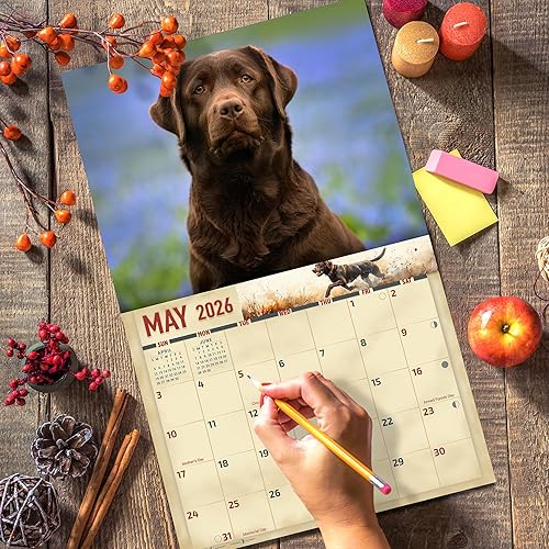 Miniatura 5 de The KING Company-Monster Calendars - Calendario de pared de perro labrador de chocolate 2025, 16 meses, tamaño XL, 14 x 22 pulgadas, el mejor