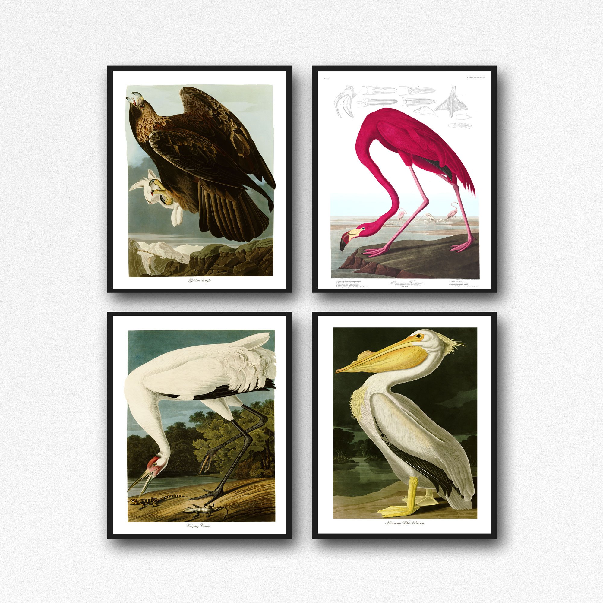 Audubon nadruk z ptakami zestaw 4 ilustracji ptaków, Jamesa Johna Audubona, sztuka ścienna, Audubon, plakat, nadruk przyrody, botaniczny nadruk, obrazy z ptakami (45 x 60)