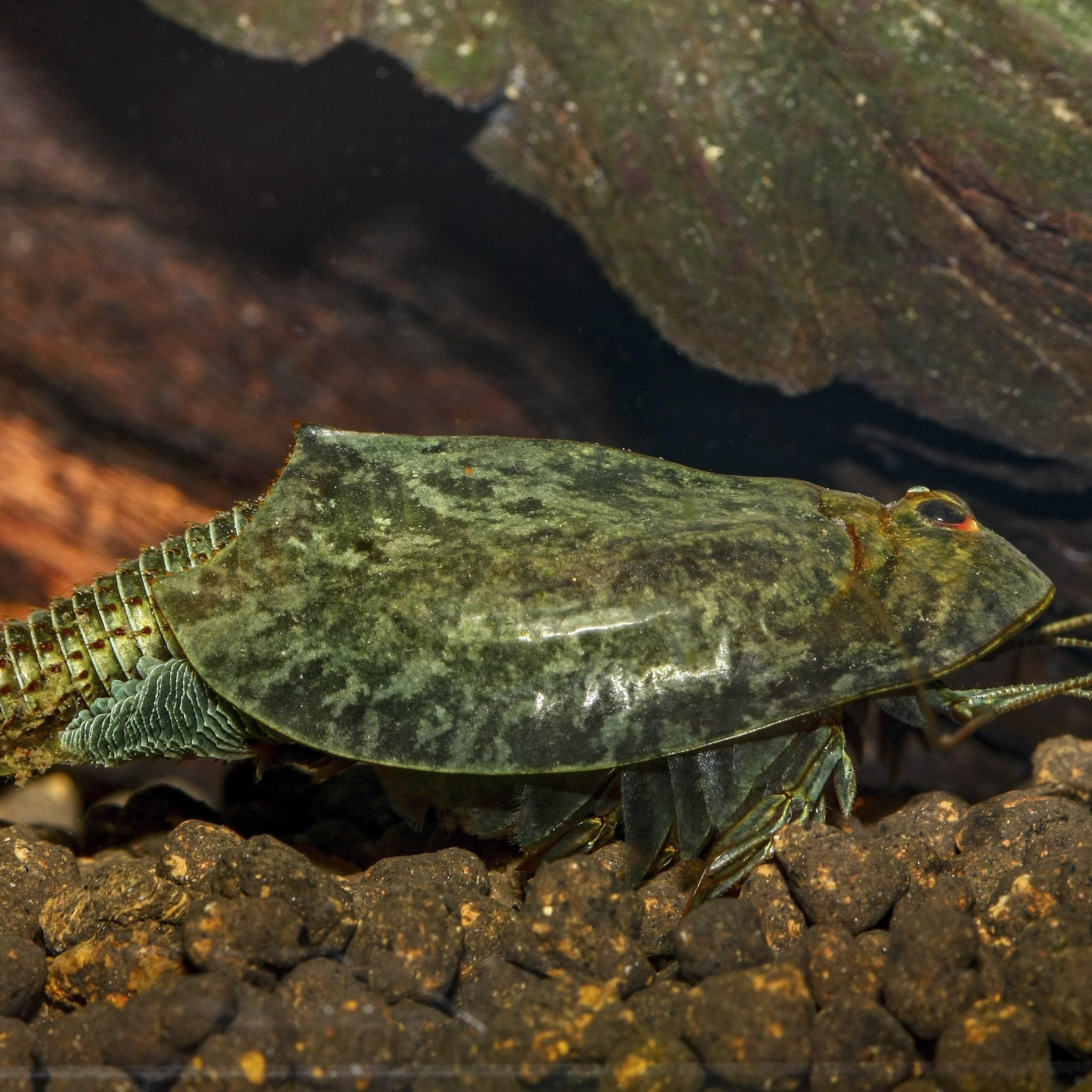 Triops cancriformis Starterset: Urzeitkrebse ca. 100 Eier, 2,5 l Aquarium, Zubehör, Futter und Anleitung
