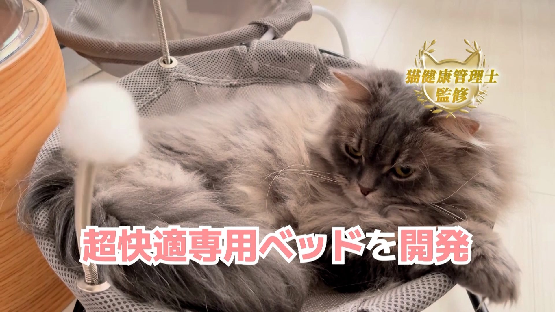 Amazon.co.jp: 幸猫 猫ベッド ペット ベッド ハンモック おもちゃ付き
