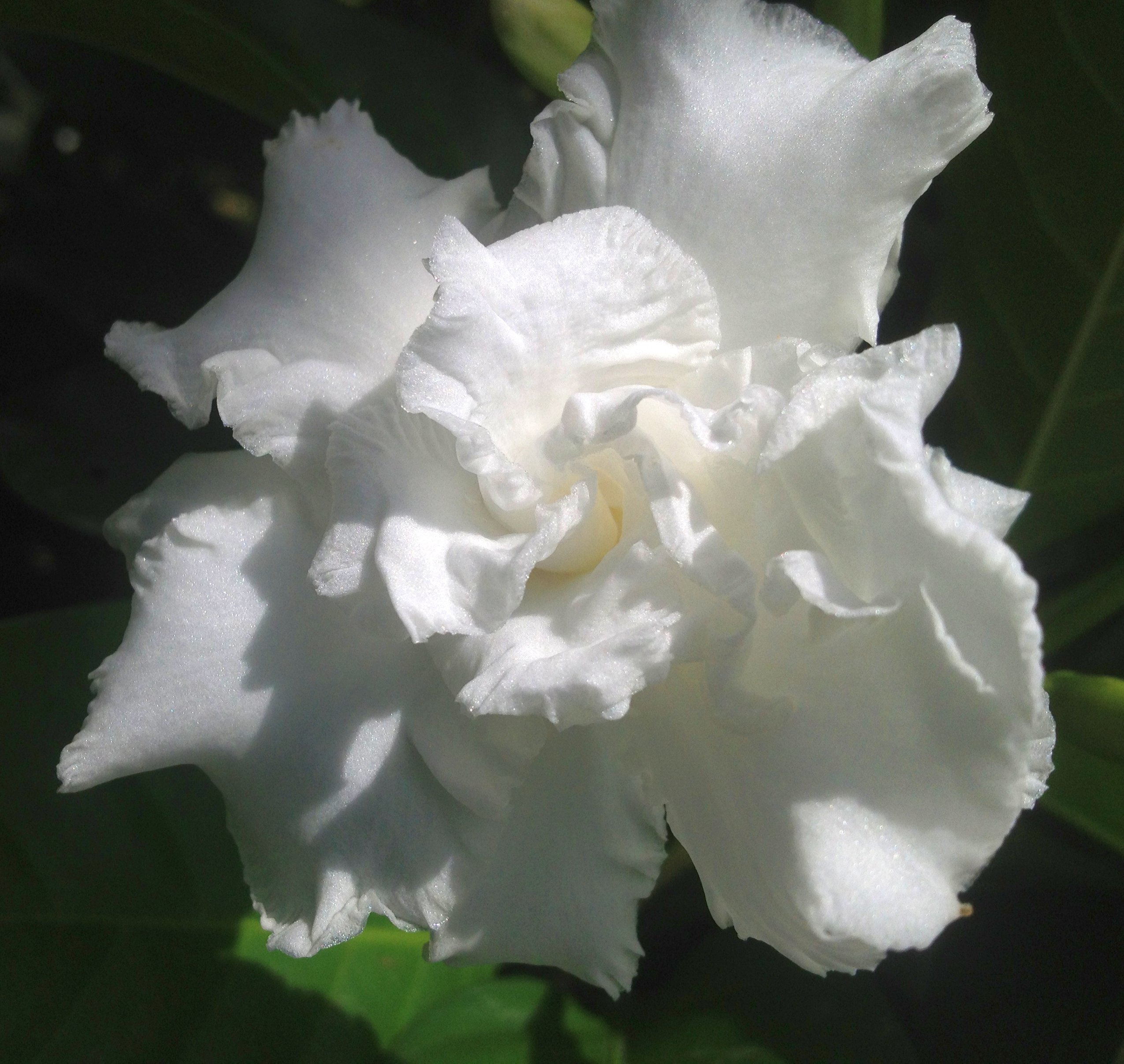 白焦 花卉 Amazon.com: VETCHII Gardenia 活植物濃香雙白花春夏燈籠褲入門