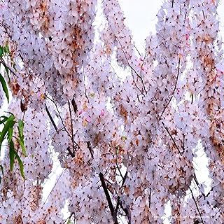 Weeping Yoshino Cherry Tree Live Plant – Flowering Ornamental Tree with ...