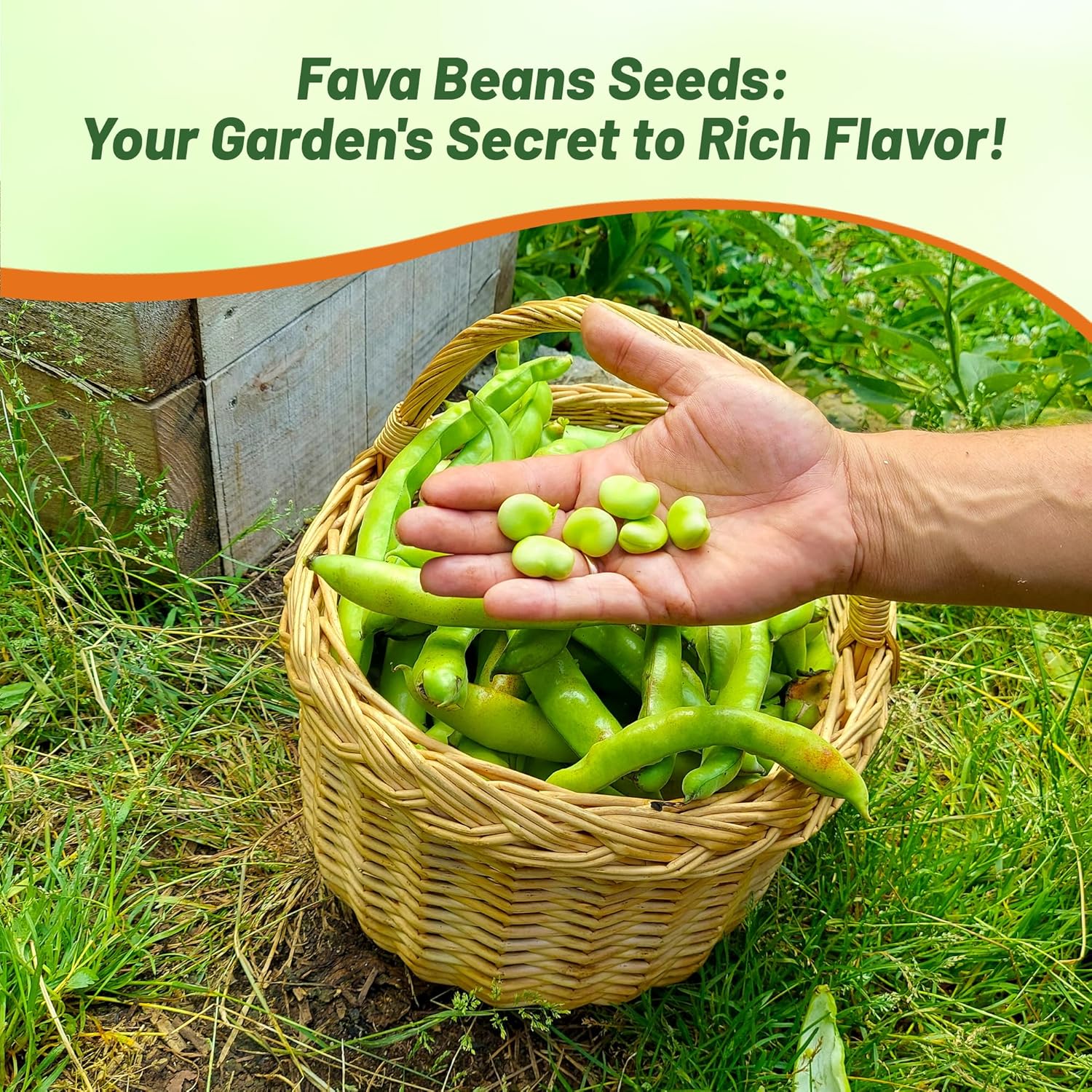 Outsidepride Annual Fava Beans Seeds - 5 lbs. High-Protein Forage Legume Seed for Soil Health Improvement, Erosion Control Support, Pollinator Attraction, Cover Crop, Hay, & Deer Food Plots