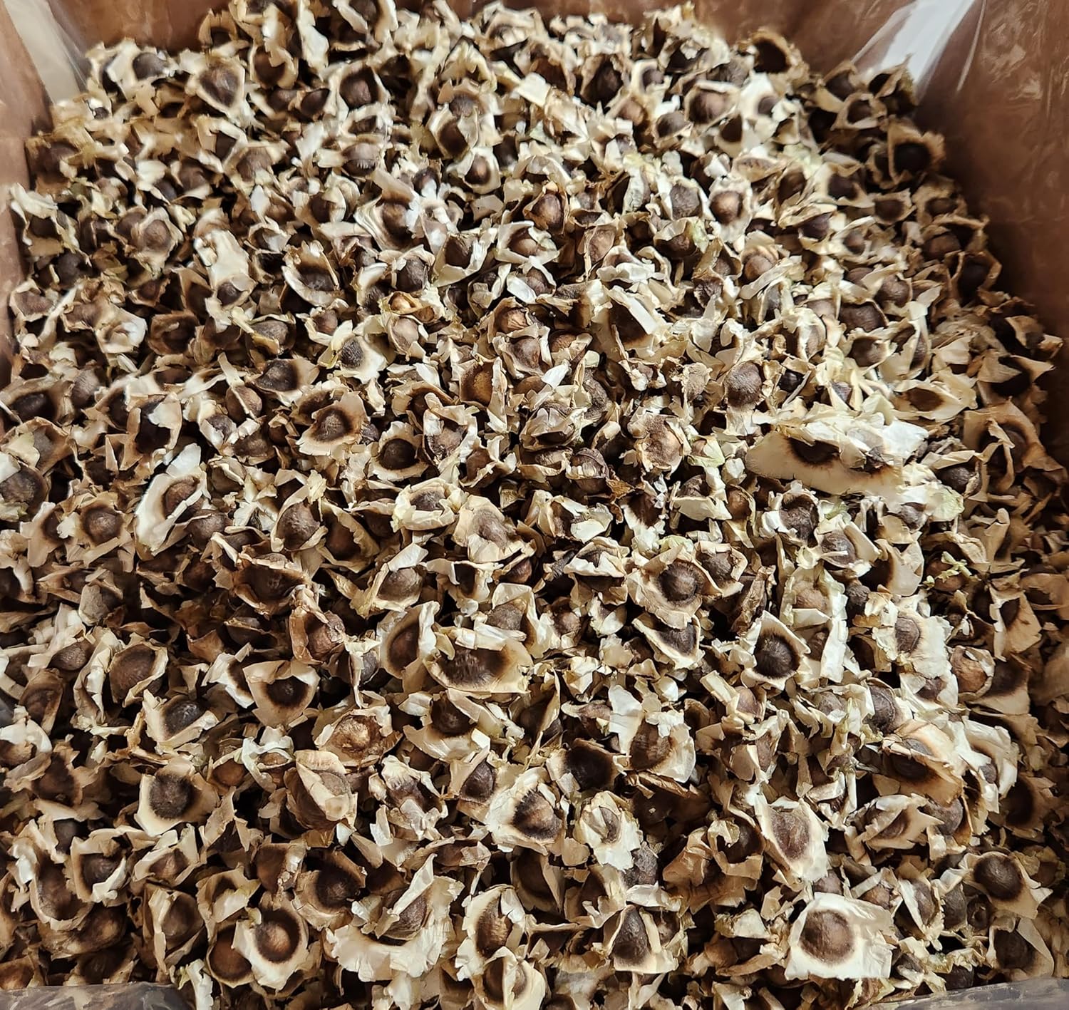 Moringa Oleifera PKM1 Seeds - Freshly Harvested