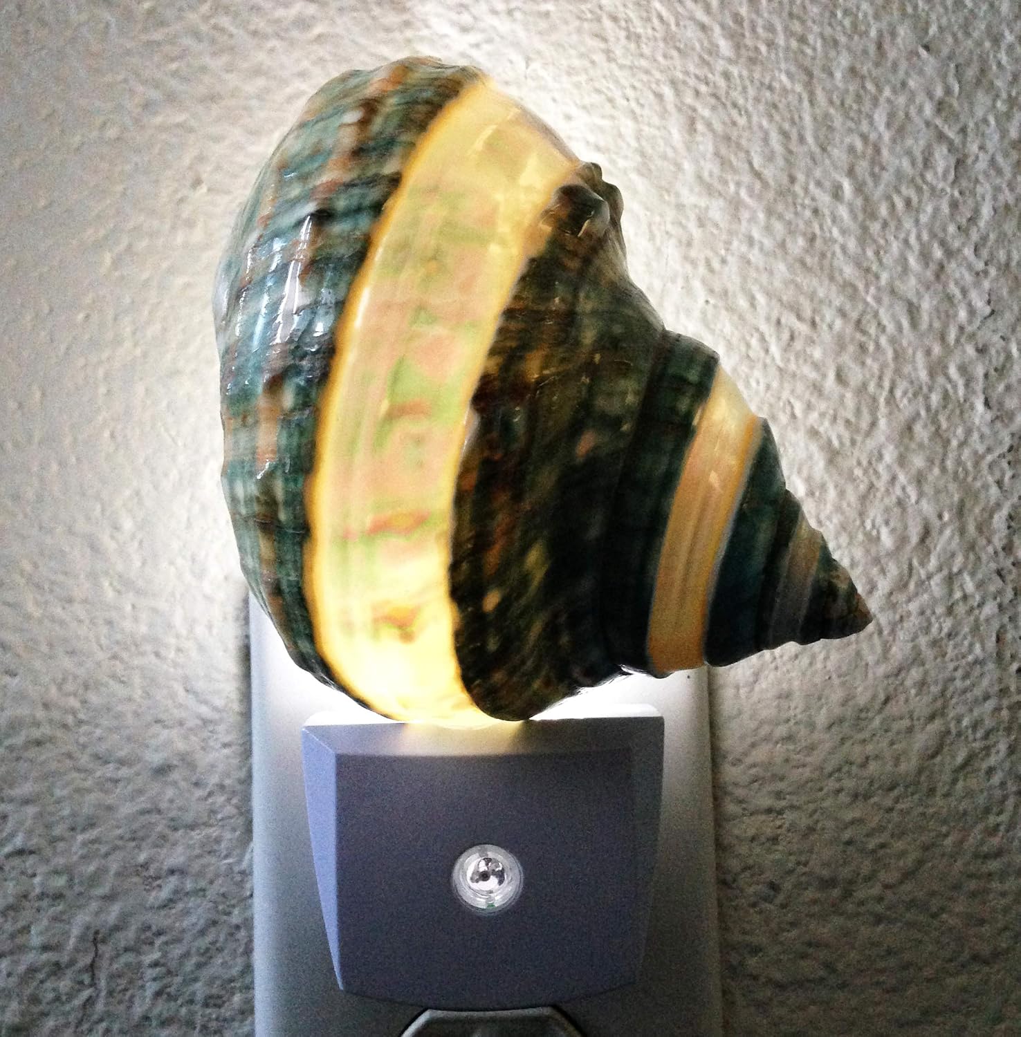 PEPPERLONELY Banded Jade Turbo Shells Night Light, Auto Sensor LED Night Light Plug in Indoor for Adults, Natural Seashell Beach Home Décor, Shell Size 4 Inch