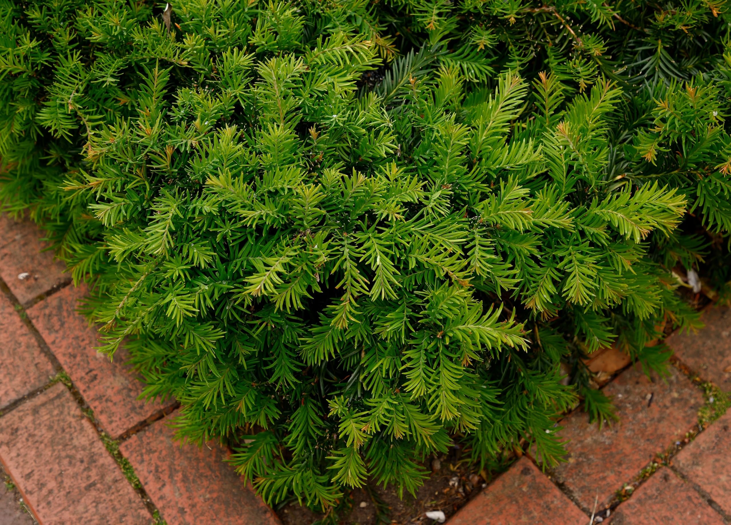 Stauden Gänge 10 x Taxus baccata 'Repandens' Bodendeckereibe winterhart