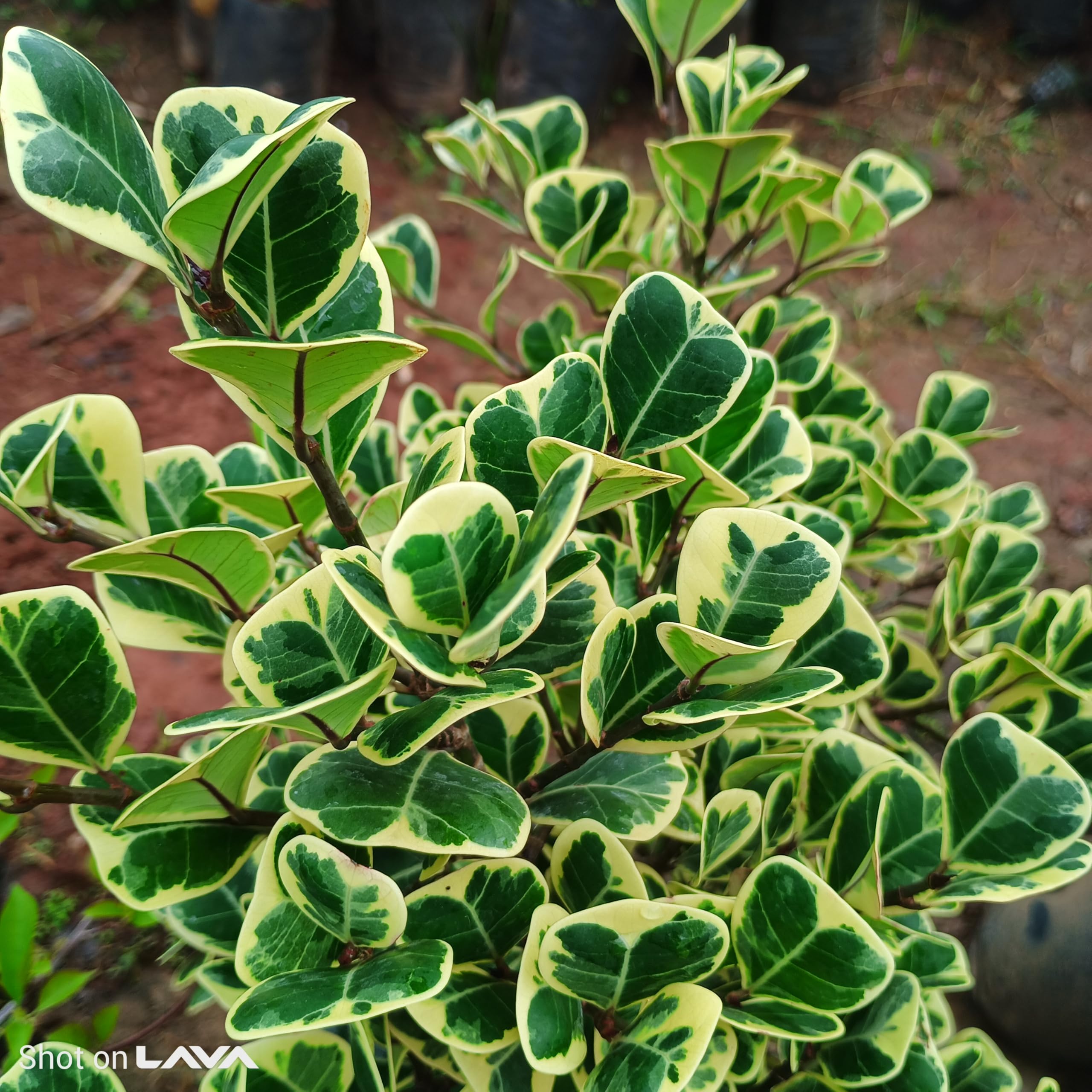 AR plants Ficus Triangularis Variegata Plant, Indoor Outdoor Ornamental Houseplant, Green White Variegated Leaves, Live Potted Plant-image-42