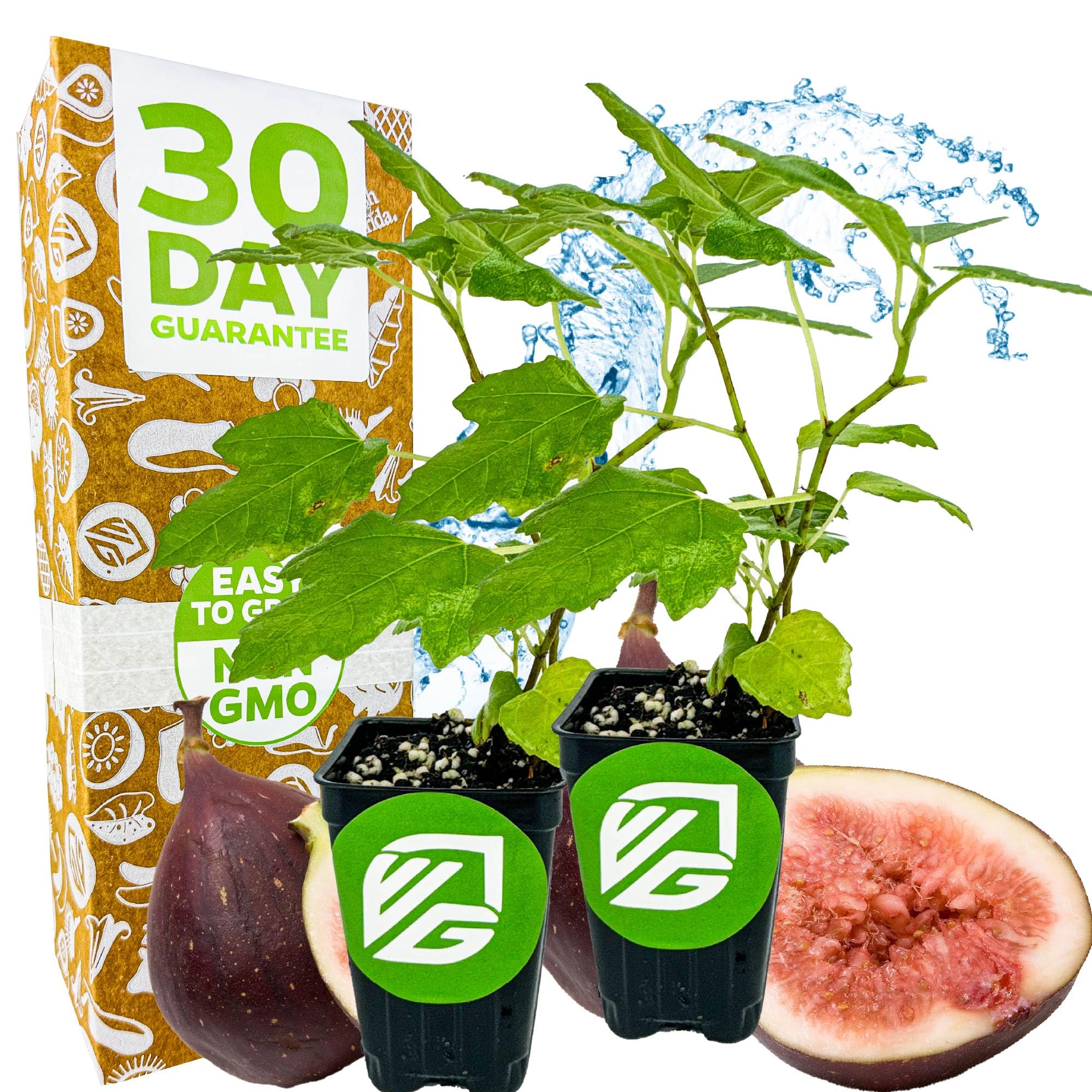 Celeste Fig Tree Live Plant Wellspring Gardens 2-Pack