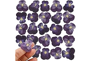 Vibrance in Every Bloom: 25PCS Exquisite Dried Violet Flowers for Culinary and Creative Delights