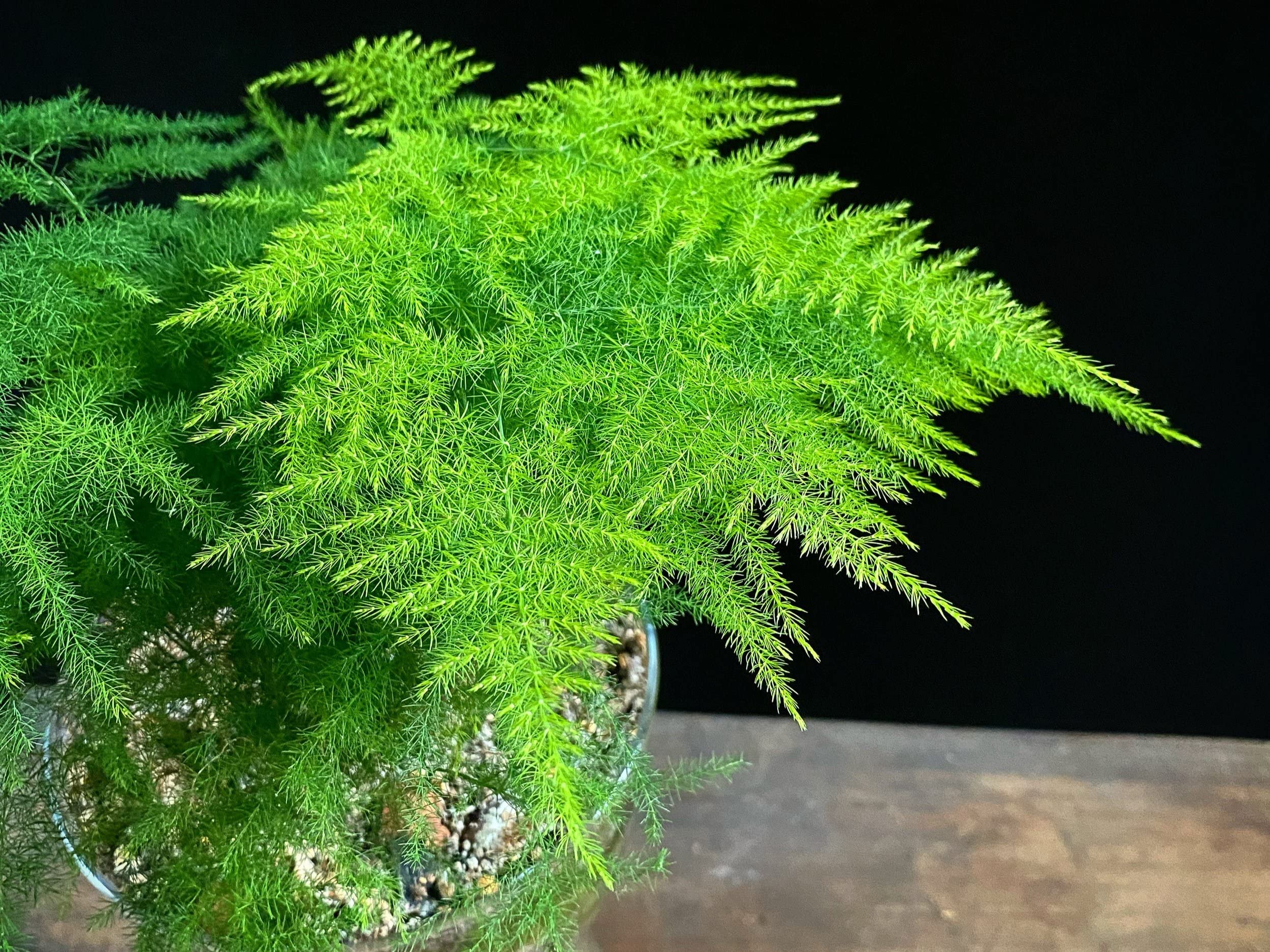 Asparagus Fern Plant 1, Live Indoor Plant, Decorative Green Foliage-image-7
