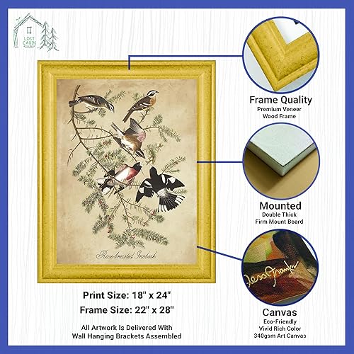 Vista 53 de Towee Bunting by James Audubon - Marco biselado negro de 12 x 16 pulgadas, decoración artística enmarcada para pared, reproducción de pinturas