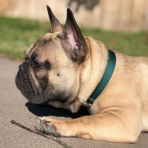 Miniatura 2 de Country Brook - Collar Petz de nailon resistente para perro, color verde, 21 opciones de colores vibrantes (2,5 cm de ancho, L)