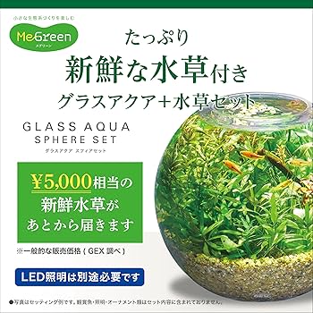 新鮮な水草 中型 根付き MeGreen 新鮮な水草付き グラスアクアスフィアセット