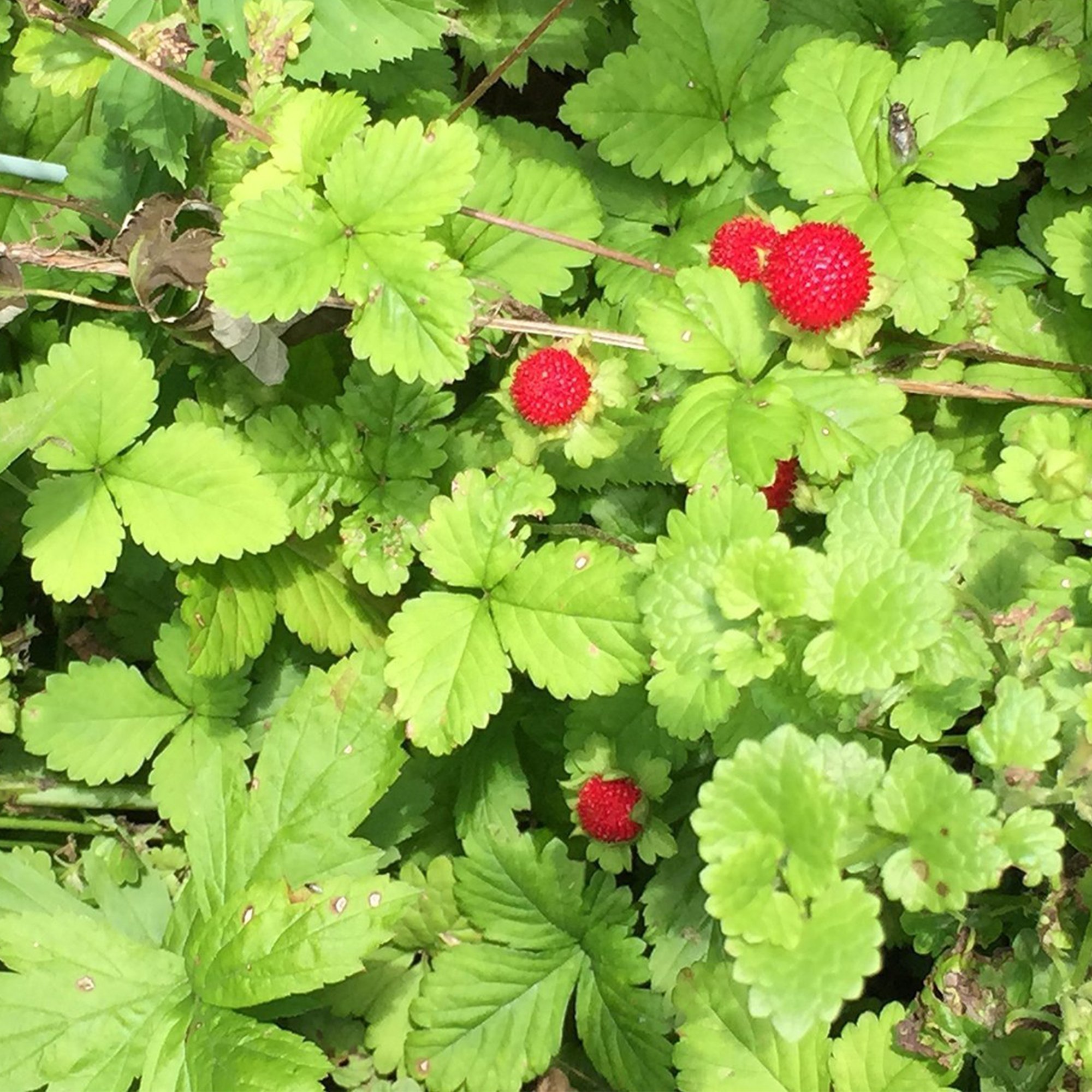 Amazon.com : Frozen Seed Capsules - Woodland Wild Strawberry