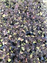 Generic Red Kale Starter Plants ~ kx-1 Hybrid Variety ~ Vibrant Leafs ~ Ready to Plant for Home and Garden ~ for Culinary Adventurers, Salad Enthusiasts, and Health-Minded Individuals