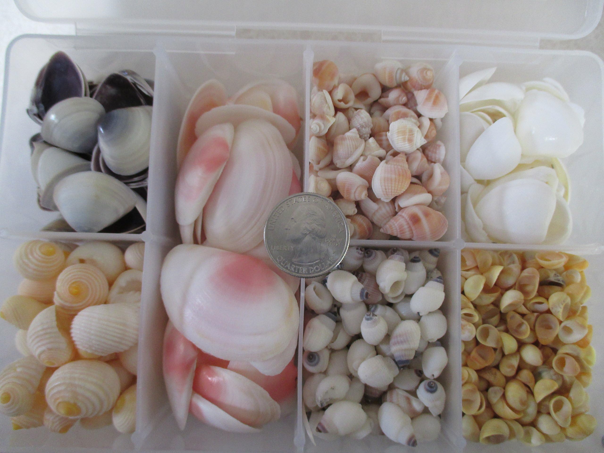 Small Seashell Variety Pack--Small Seashell Craft Assortment for Making Earrings, Jewelry, Sailors Valentines, Cache Pot, Frames, Mirrors, Boxes, and Many Other Crafts-- by Best Craft USA and MyWeddingShells.com --Organizer Box with Hundreds of Small, Colorful, Natural Seashells in 7 Different Varieties plus Baby Starfish--. Small Shells Variety Pack includes Golden Yellow Litorina, Phillipine Melissas, Baby Purple Clams, White Cay-Cay, Orange Nutmeg,Purple and White Nerita, and Very Small Starfish