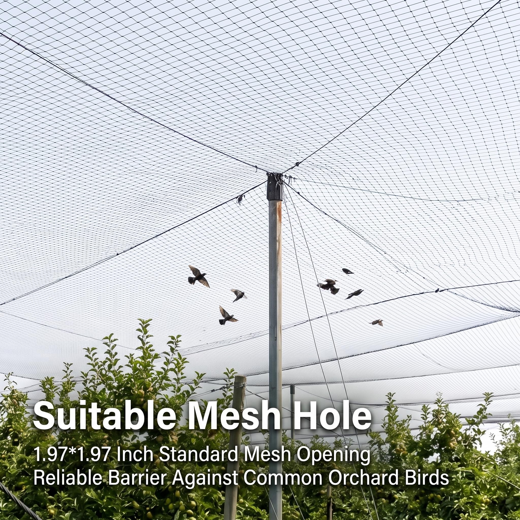 Filet Anti Oiseaux 30x15m 5cm Jardin Protection Arbres Potager